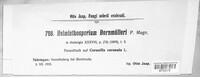 Image of Alternaria bornmuelleri